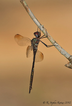 Somatochlora filosa, female